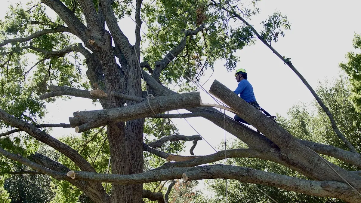 Professional Crown Thinning performed by certified arborists in Hoyleton